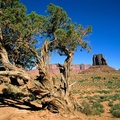 Lone Shrub, Monument Valley